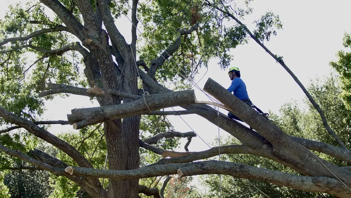 Professional Hazardous Tree Removal performed by certified arborists in Brooktondale