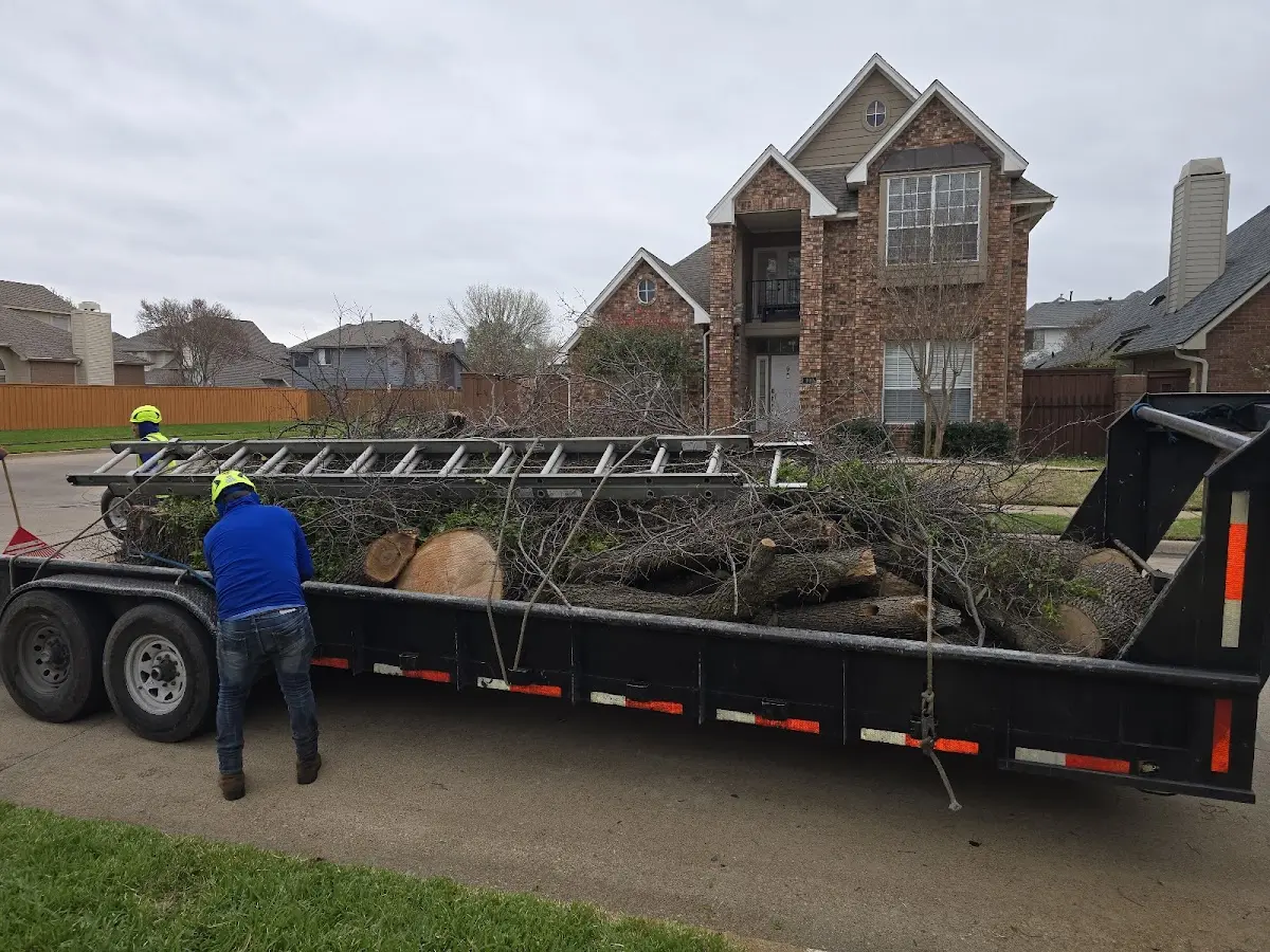 Expert Tree Pest Control with proper safety equipment in Brooktondale